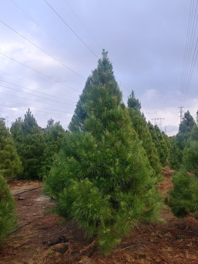Christmas Conifers