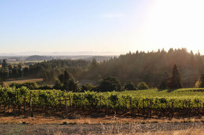 Broadley Vineyards