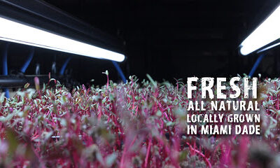Clean Green Farms