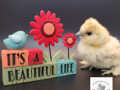 Ismy's Silkie Chicken Farm