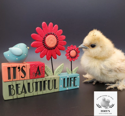 Ismy's Silkie Chicken Farm