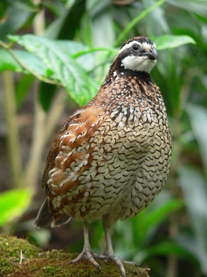 Georgia Quail Farm