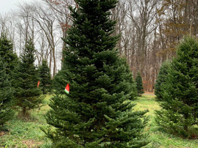Tannenbaum Farms