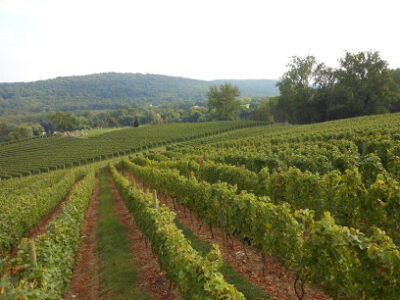 Alba Vineyard & Winery