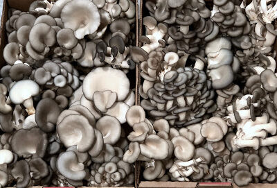 Far North Fungi