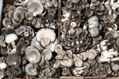 Far North Fungi