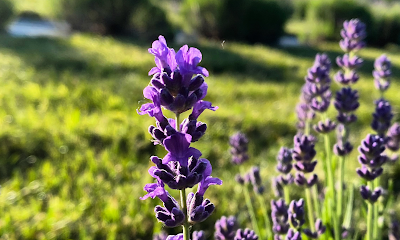 Hope Hill Lavender Farm LLC