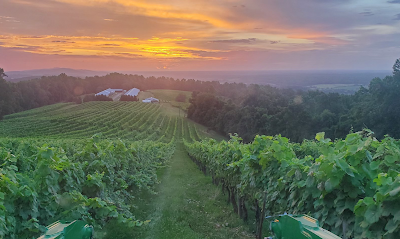 Honah Lee Vineyard
