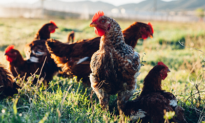 Pasturebird, Inc.