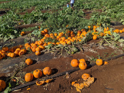 Aloun Farms
