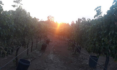 Tranquil Heart Vineyard And Winery