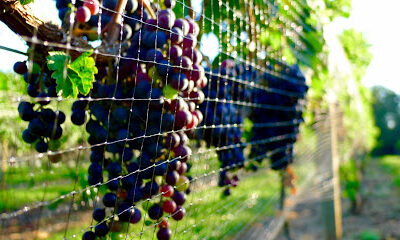 Jefferson Vineyards