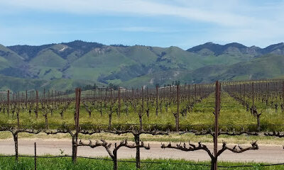 Pacific Vineyard Company