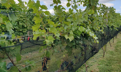 The Federal Twist Vineyard