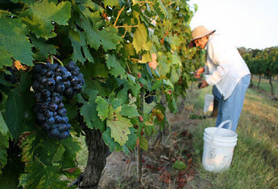 Pedernales Cellars