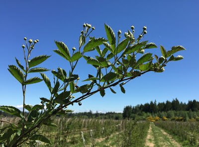 Coastal Black Estate Winery