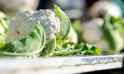 Innovative Produce Inc