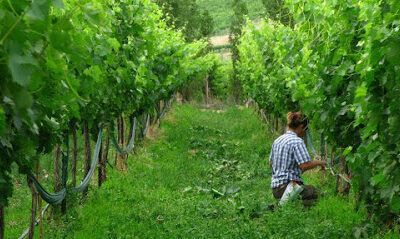 Ruby Magdalena Vineyards