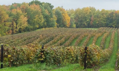 Lakeview Wine Cellars