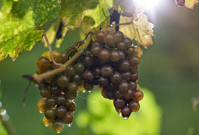 Ciccone Vineyard & Winery
