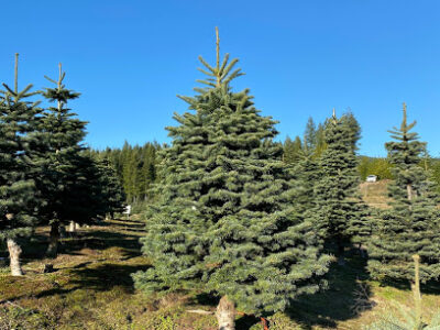 Bacon's Christmas Tree Farm