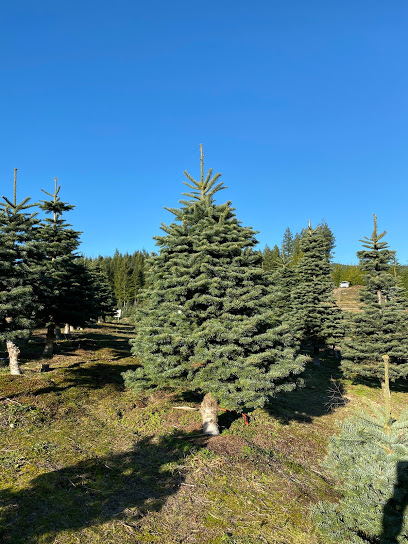 Bacon's Christmas Tree Farm