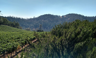 Cimarossa Wines