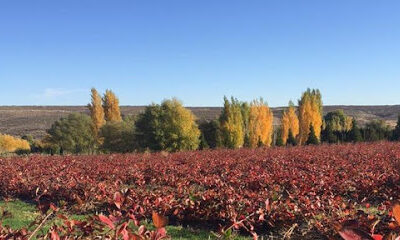 Mill Lane Winery - Yakima