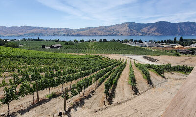 Chelan Ridge Winery