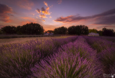 Mesa Lavender Farms