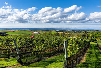 Luckett Vineyards