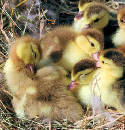 Amber's Poultry Farm
