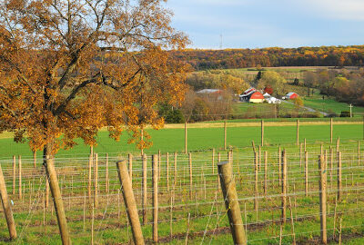 Unionville Vineyards