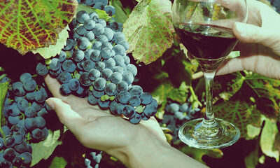 Timeless Napa Wine Tours