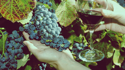 Timeless Napa Wine Tours