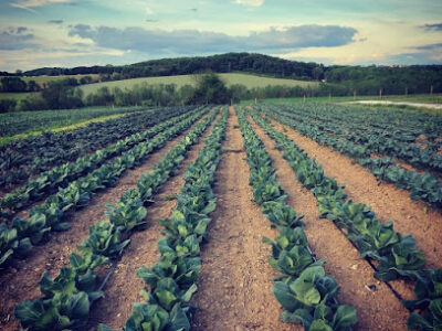 Taproot Farm