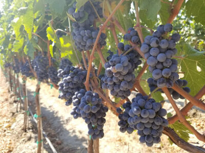 Lawrence Vineyard - Corfu Crossing