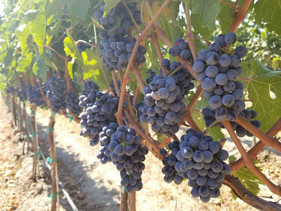 Lawrence Vineyard - Corfu Crossing