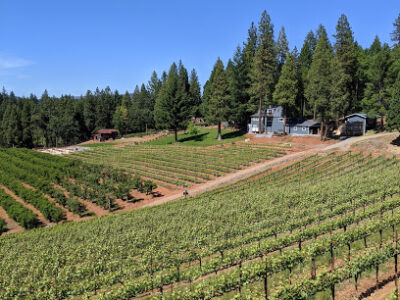 Delfino Farms - Edio Vineyards - Apple Hill #5