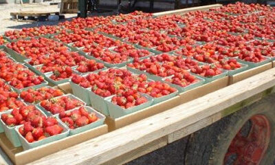 Mayse Farm Market LLC