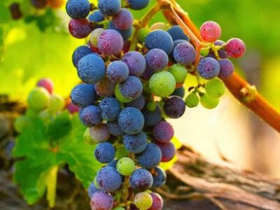 Blue Ridge Wine Excursions