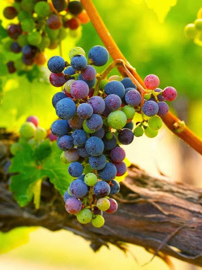 Blue Ridge Wine Excursions