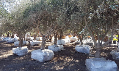 california olive trees
