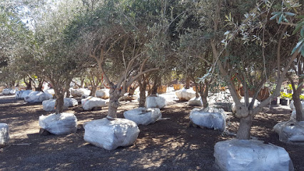 california olive trees