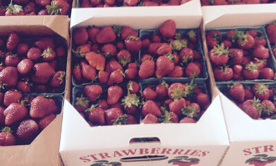 Heritage Harvest Farms