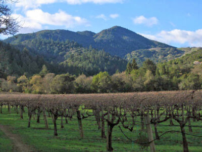 Detert Vineyard