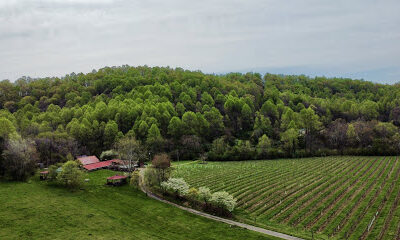 Mountain Cove Vineyards