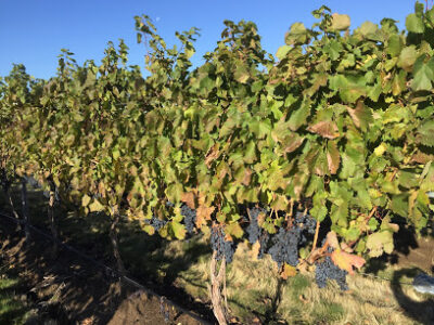 Bergevin Lane Vineyards