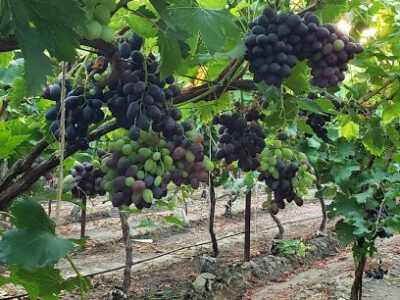 Sundale Vineyards