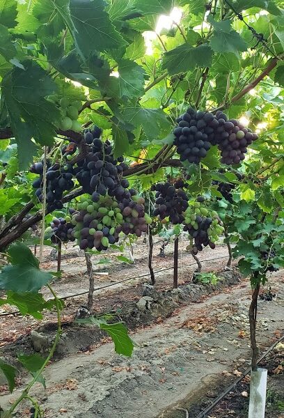 Sundale Vineyards